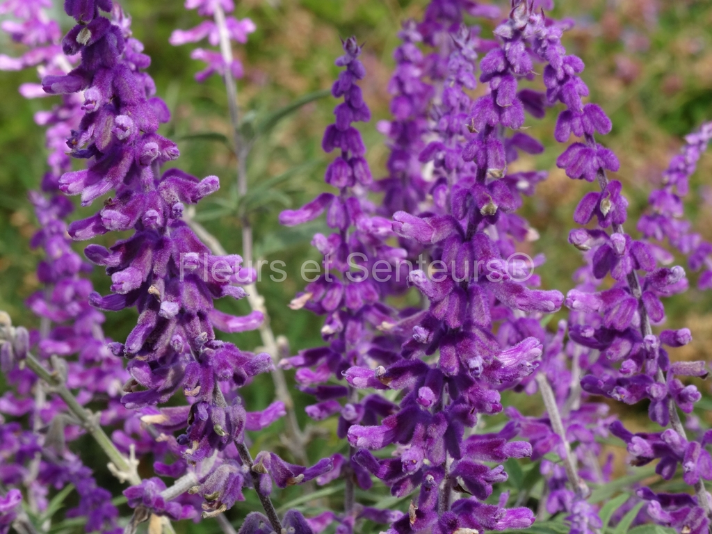 salvia leucantha Santa Barbara - collection nationale - Fleurs et Senteurs