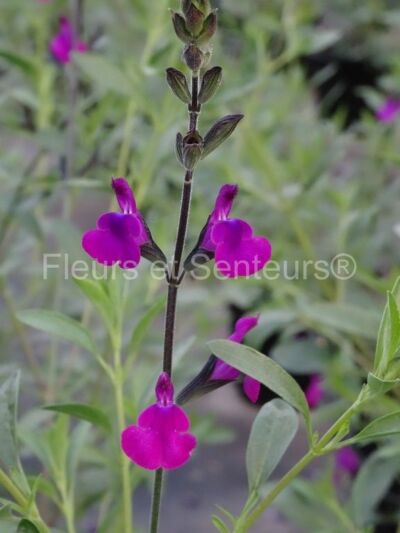 Plants de SAUGE SALVIA GRAHAMII vivace coloris éclatants