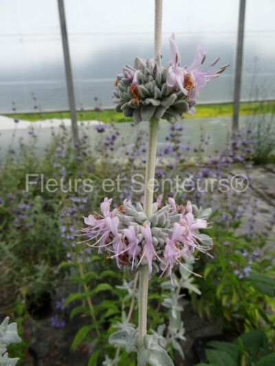 Sauge des bois (Salvia sylvestris) - PictureThis